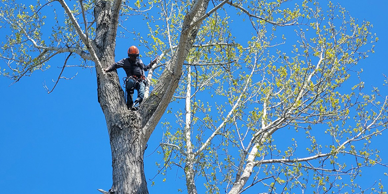 Tree-Removal-Services