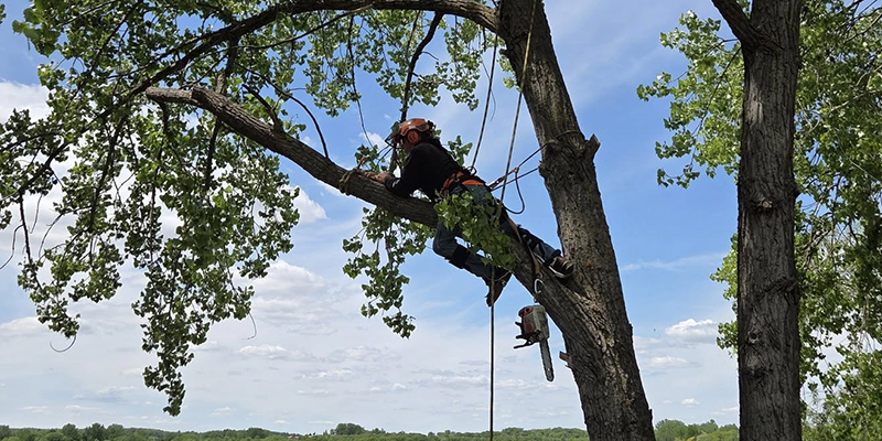 Tree-Trimming-Pruning-Feature